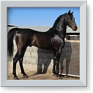 کُمیچال بختیاری