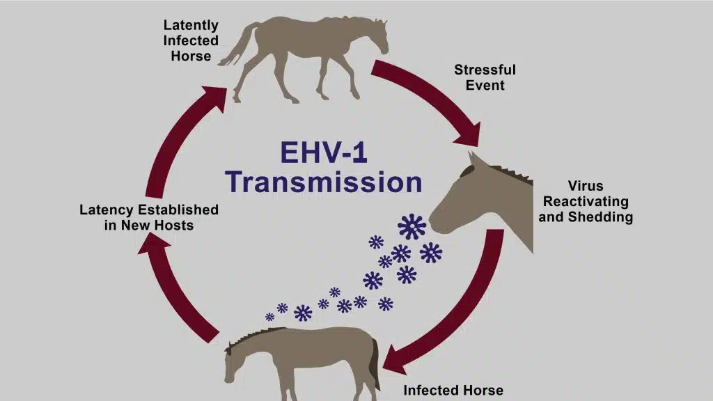 بیماری هرپس در اسب - هرپس ویروس نوع 1 اسب (Equine Abortion Virus - EHV-1):