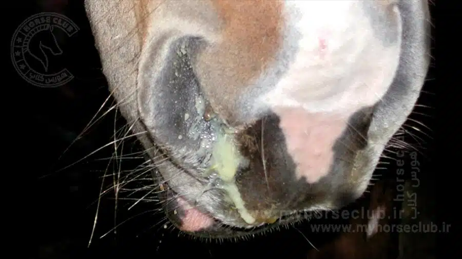 هرپس ویروس نوع 4 اسب Equine Herpes Virus-4 - EHV4