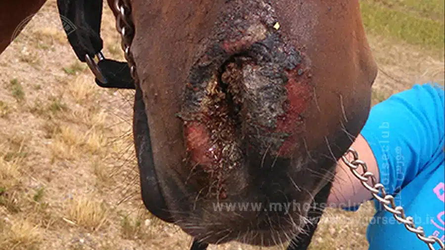 هرپس ویروس نوع 3 اسب Equine Herpes Virus-3 - EHV-3